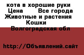 кота в хорошие руки › Цена ­ 0 - Все города Животные и растения » Кошки   . Волгоградская обл.